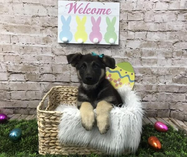 German Shepherd DOG Female Black and Tan 6815 Petland Robinson, PA