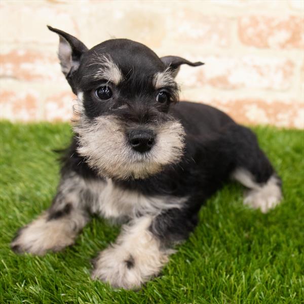 Mini Schnauzer-DOG-Male-Black / Silver-6840-Petland Robinson, Pittsburgh, PA