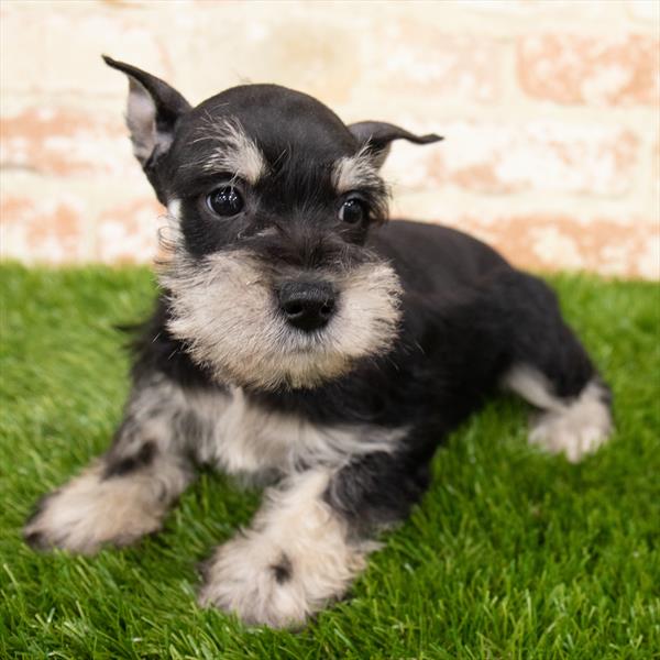 Mini Schnauzer DOG Male Black / Silver 6840 Petland Robinson, PA