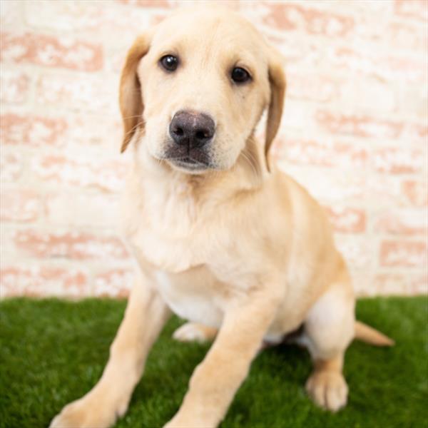 Labrador Retriever DOG Male Yellow 6841 Petland Robinson, PA