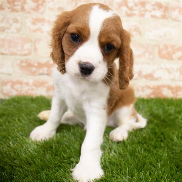 Cavalier King Charles Spaniel-DOG-Male-Blenheim-6842-Petland Robinson, Pittsburgh, PA