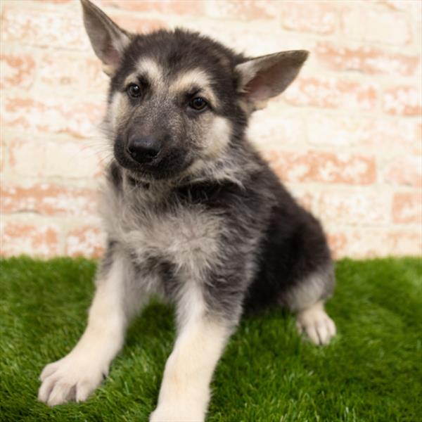 German Shepherd DOG Male Black / Tan 6843 Petland Robinson, PA