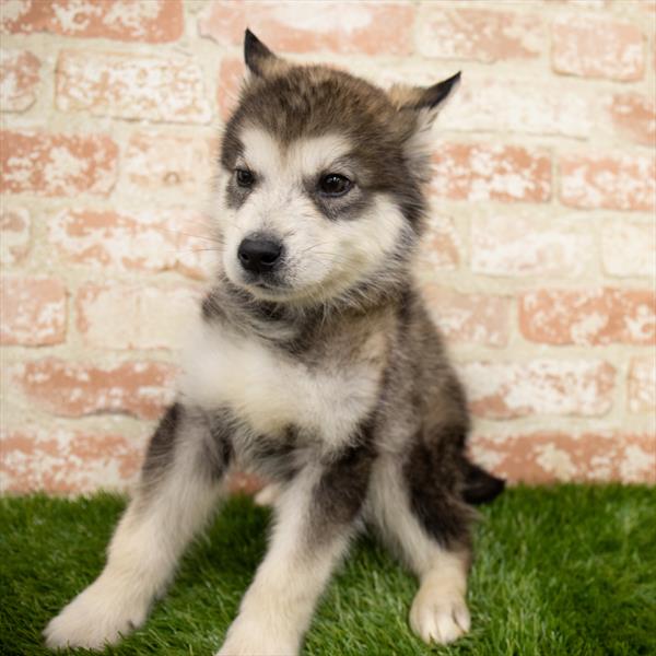 Alaskan Malamute-DOG-Male-Black / White-6844-Petland Robinson, PA