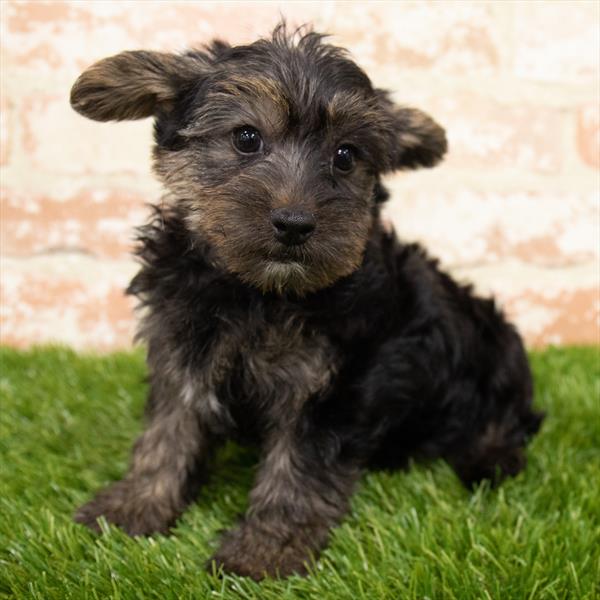 Yorkie-Poo DOG Male Black / Tan 6845 Petland Robinson, PA