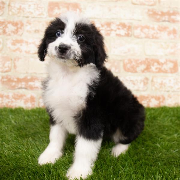 Aussiedoodle-DOG-Female-Black-6846-Petland Robinson, PA