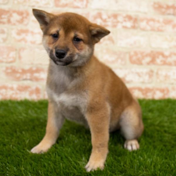 Shiba Inu-DOG-Female-Red-6847-Petland Robinson, Pittsburgh, PA
