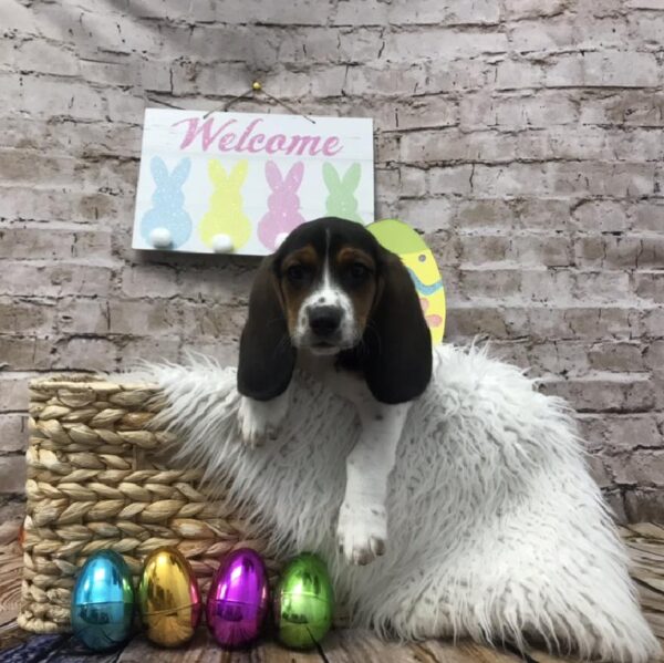 Bagel-DOG-Male-Black White / Tan-6863-Petland Robinson, PA