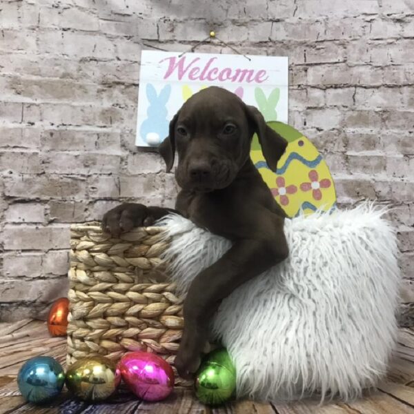 Great Dane DOG Male Chocolate 6861 Petland Robinson, PA