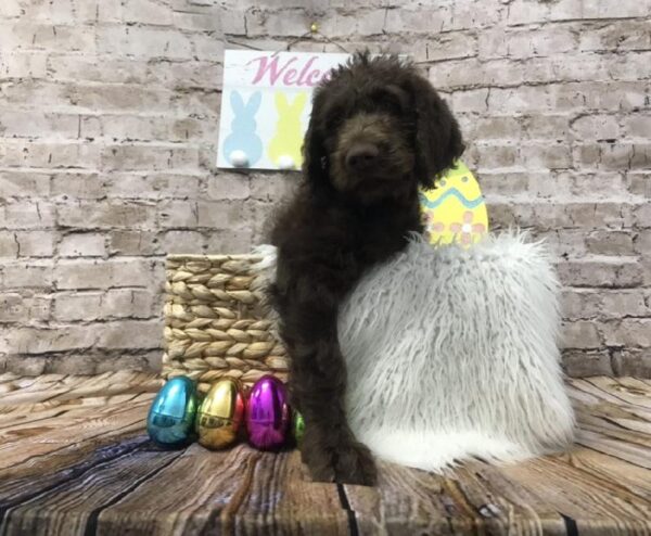 Labradoodle-DOG-Male-Chocolate-6864-Petland Robinson, Pittsburgh, PA