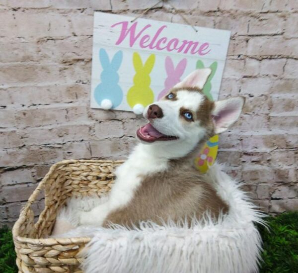 Siberian Husky-DOG-Female-Red and White-6851-Petland Robinson, Pittsburgh, PA