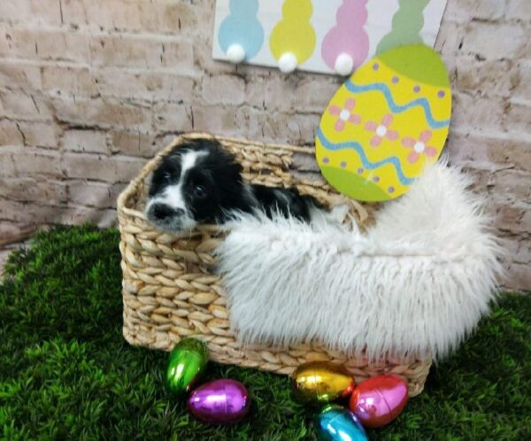 Yorkie-Poo-DOG-Male-Black and White-6852-Petland Robinson, PA