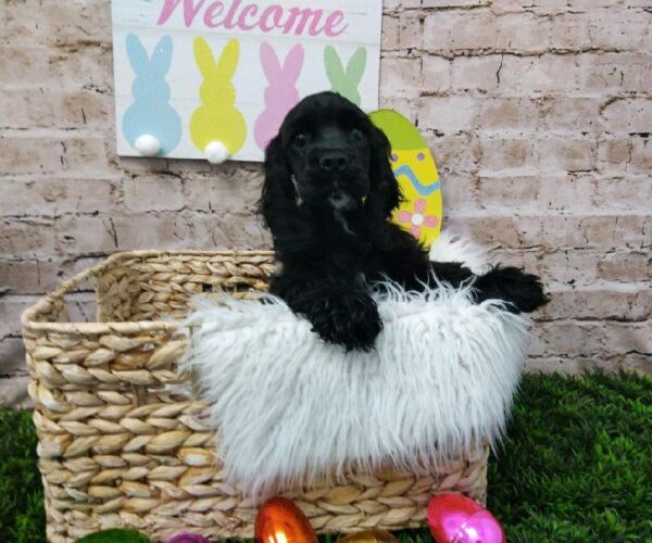 Cocker Spaniel-DOG-Female-Black-6848-Petland Robinson, PA