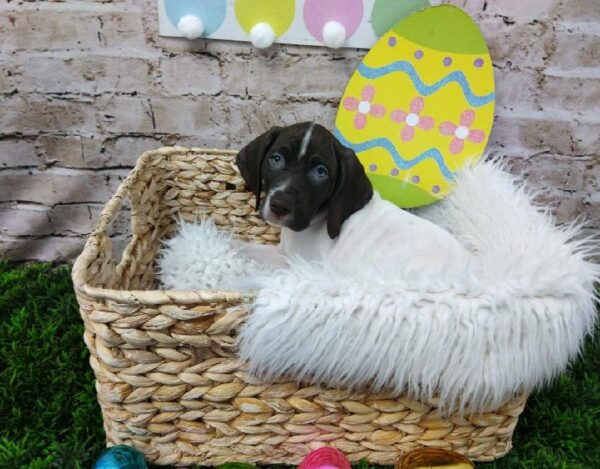 German Shorthaired Pointer DOG Male Liver and White 6849 Petland Robinson, PA