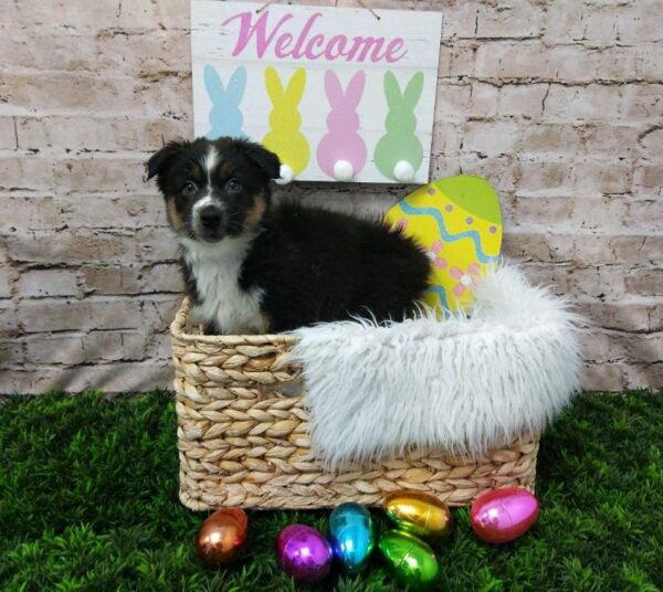 Australian Shepherd DOG Female Black and White; Tan Markings 6865 Petland Robinson, PA