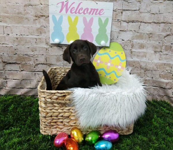 Labrador Retriever-DOG-Female-Chocolate-6854-Petland Robinson, Pittsburgh, PA