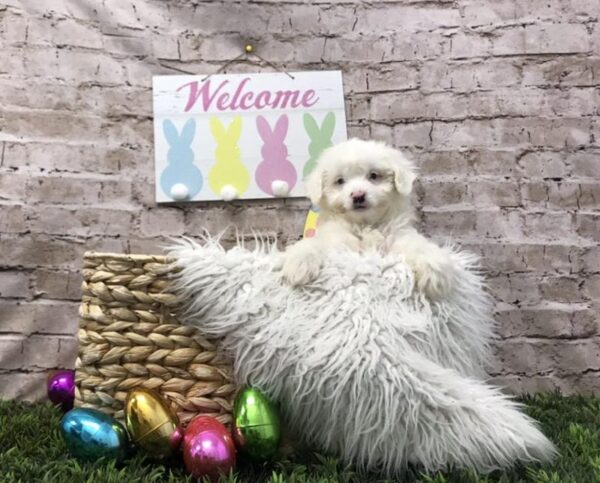 Aussiedoodle-DOG-Female-Blue Merle-6902-Petland Robinson, PA