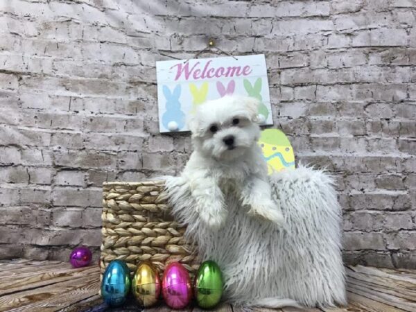 Maltese DOG Male White 6901 Petland Robinson, PA