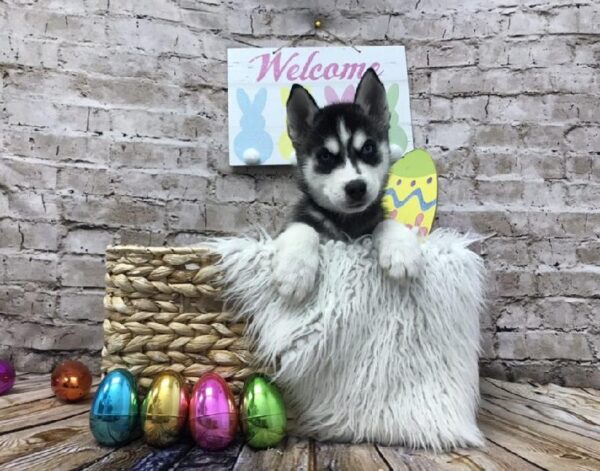 Siberian Husky DOG Male Black / White 6897 Petland Robinson, PA