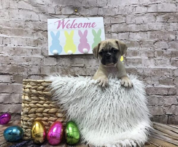 Puggle DOG Male Fawn 6895 Petland Robinson, PA