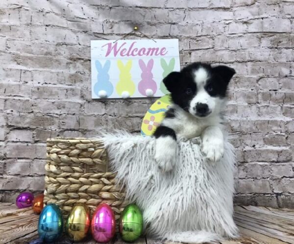 Pomsky-DOG-Male-Black-6894-Petland Robinson, PA