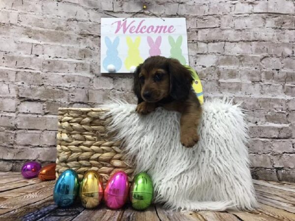 Dachshund DOG Male Wild Boar 6893 Petland Robinson, PA