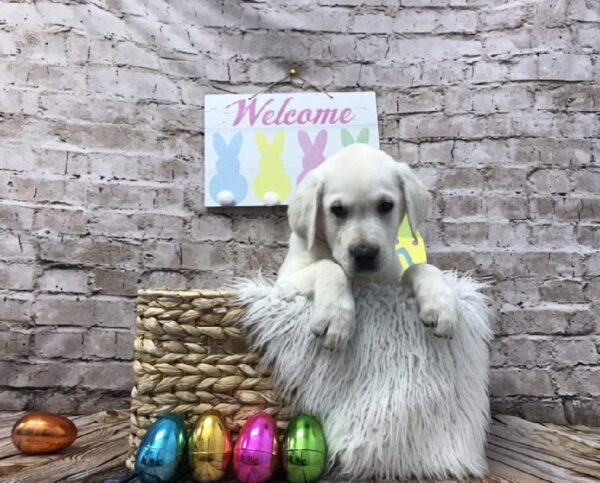 Labrador Retriever DOG Male Yellow 6891 Petland Robinson, PA