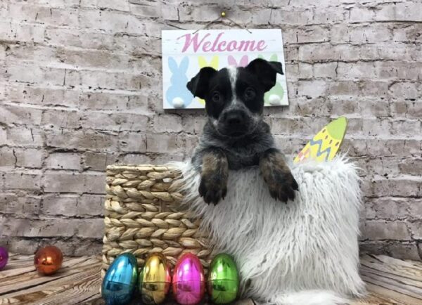 Heeler-DOG-Female-Black / Tan-6889-Petland Robinson, Pittsburgh, PA