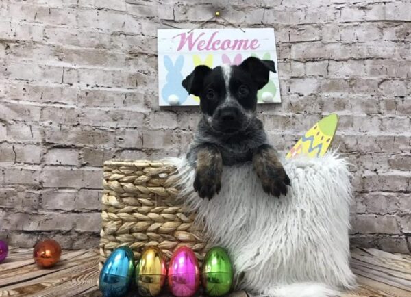 Heeler-DOG-Female-Black / Tan-6889-Petland Robinson, PA