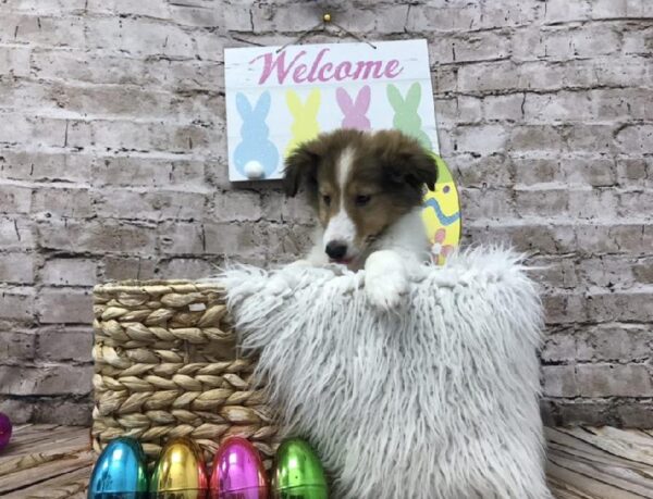 Sheltie DOG Male Sable / White 6886 Petland Robinson, PA