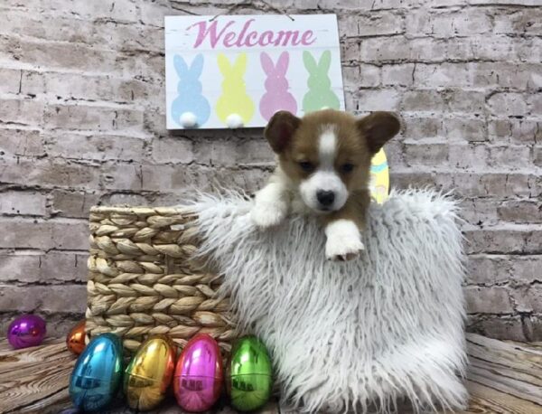 Pembroke Welsh Corgi-DOG-Female-Red Sable-6883-Petland Robinson, Pittsburgh, PA