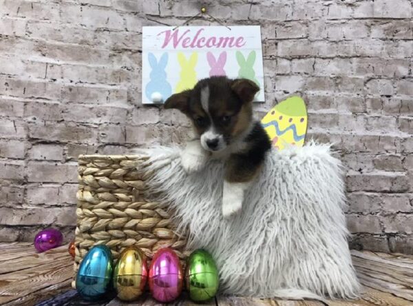 Pembroke Welsh Corgi-DOG-Male-Black White / Tan-6882-Petland Robinson, Pittsburgh, PA