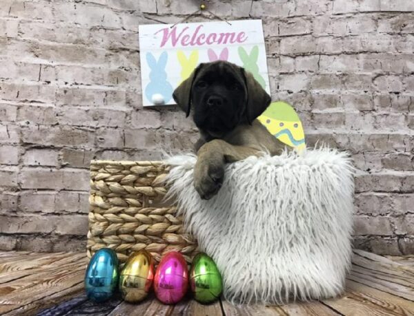 English Mastiff DOG Female Fawn 6900 Petland Robinson, PA