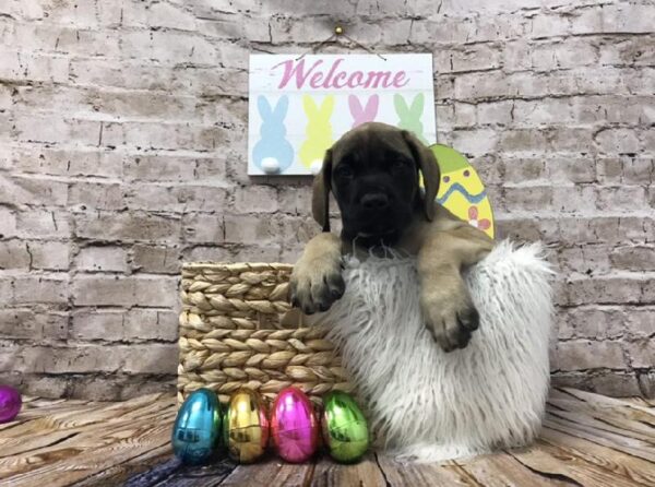English Mastiff-DOG-Male-Fawn-6899-Petland Robinson, Pittsburgh, PA