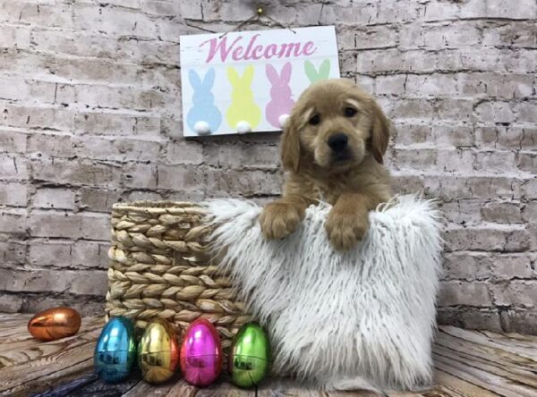 Golden Retriever-DOG-Female-Golden-6896-Petland Robinson, Pittsburgh, PA