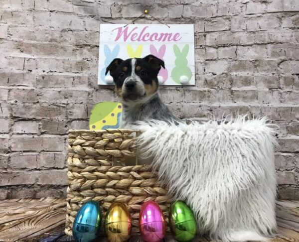 Border Collie-Heeler DOG Female Black / Tan 6892 Petland Robinson, PA