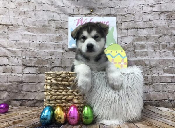 Alaskan Malamute-DOG-Female-Sable / White-6888-Petland Robinson, Pittsburgh, PA