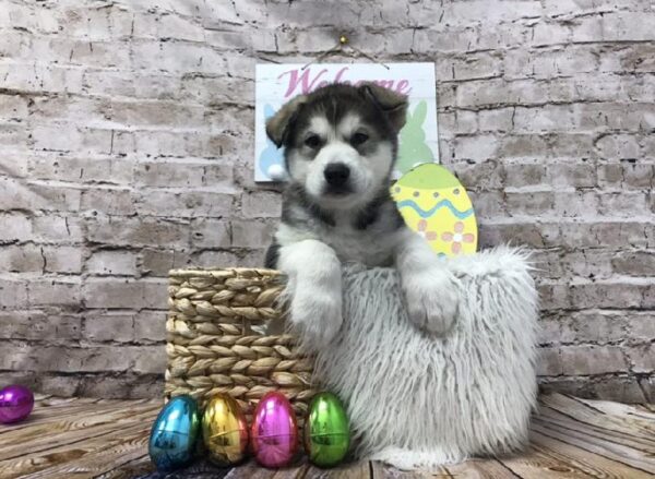 Alaskan Malamute DOG Female Sable / White 6888 Petland Robinson, PA