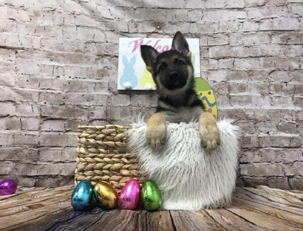 German Shepherd-DOG-Female-Black / Tan-6885-Petland Robinson, Pittsburgh, PA
