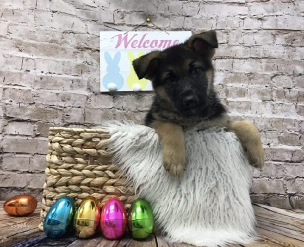 German Shepherd DOG Male Black / Tan 6884 Petland Robinson, PA