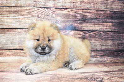 Chow Chow-DOG-Female-Cinnamon-6903-Petland Robinson, PA