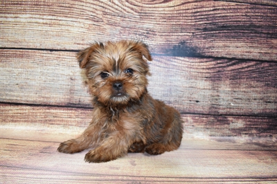 GriffonShire-DOG-Female-Gold-6904-Petland Robinson, Pittsburgh, PA