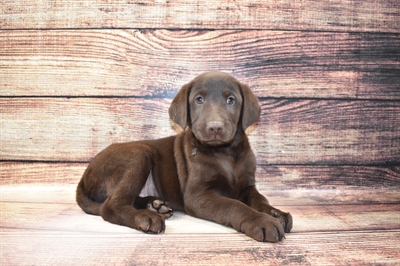 Labrador Retriever DOG Male Chocolate 6905 Petland Robinson, PA