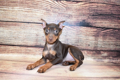 Min Pin-DOG-Male-Chocolate and Tan-6906-Petland Robinson, Pittsburgh, PA