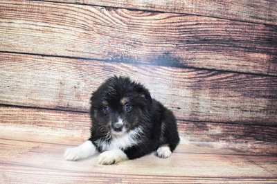 Miniature Australian Shepherd-DOG-Female-Black White and Brown-6907-Petland Robinson, PA