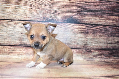 PomChi DOG Male Red Sable 6908 Petland Robinson, PA