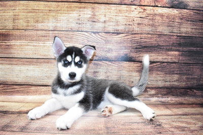 Siberian Husky-DOG-Female-Black and White-6909-Petland Robinson, Pittsburgh, PA