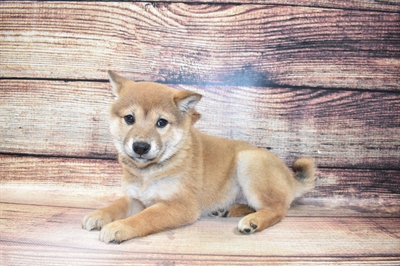 Shiba Inu DOG Female Red Sesame 6910 Petland Robinson, PA