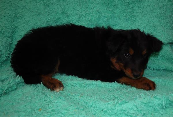 Texas Heeler-DOG-Male-Black / Tan-6914-Petland Robinson, Pittsburgh, PA