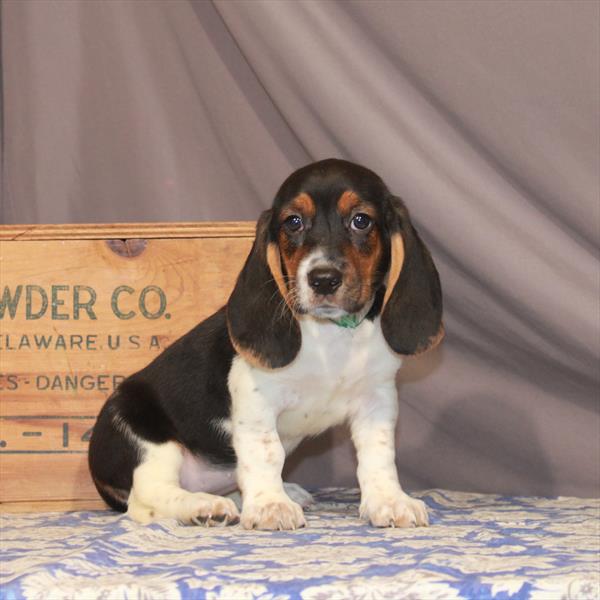 Bagel-DOG-Female-Black / Tan-6916-Petland Robinson, PA