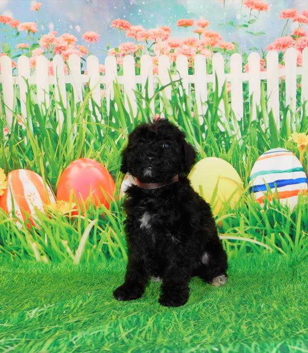 Schnoodle-DOG-Male-Black-6917-Petland Robinson, Pittsburgh, PA